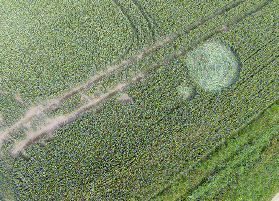 crop circle at Hoeven | July 14 2013