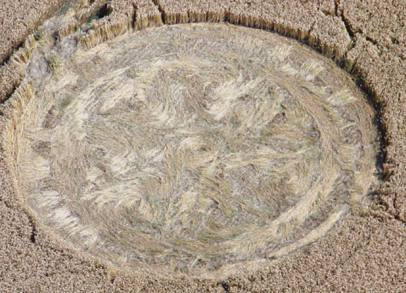 crop circle at West Kennett | July 22 2013