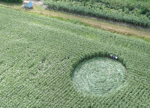 crop circle at Hoeven | August 18 2013