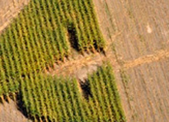 crop circle at Sheffield | September early 2013