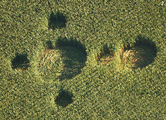 crop circle at Bosschenhoofd | September 03 2013