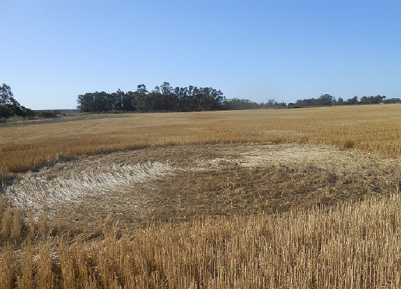 crop circle at Salinas Valley | December 29 2013