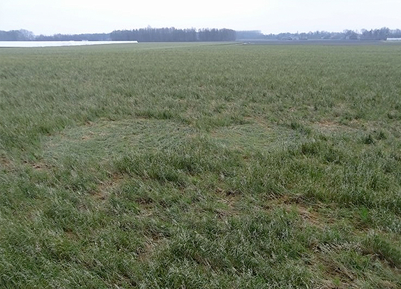 crop circle at Hoeven | January 29 2014