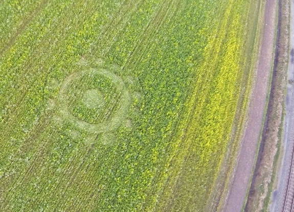 crop circle at Roosendaal | March 17 2014