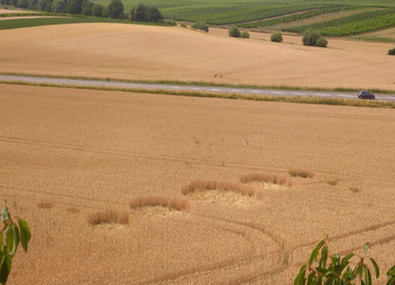 crop circle at Landau | early June 2014