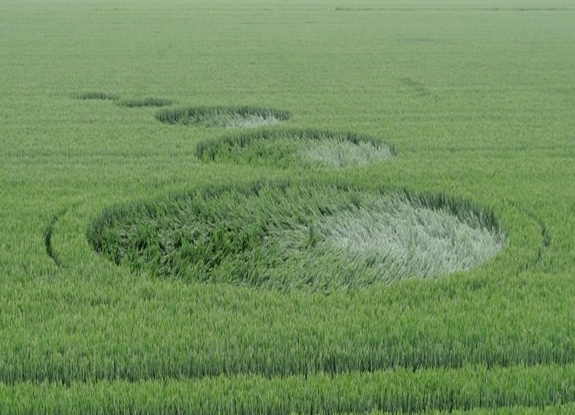 crop circle at Hoeven | June 4 2014
