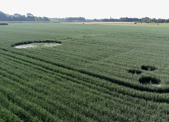 crop circle at Oud Gastel | June 13 2014