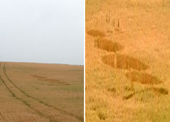 crop circle at Alton Barnes | June 20 2014