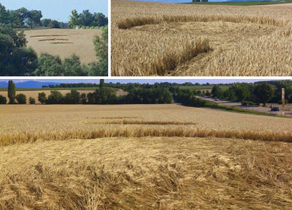 crop circle at Landau | July 11 2014