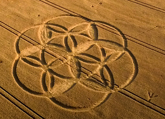 crop circle at Winterburen | July 16 2014