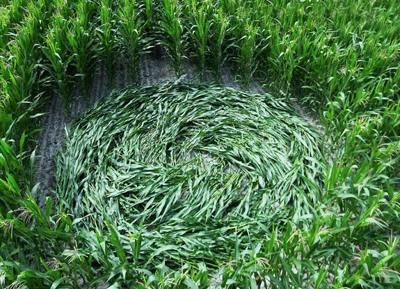 crop circle at Roosendaal | July 16 2014