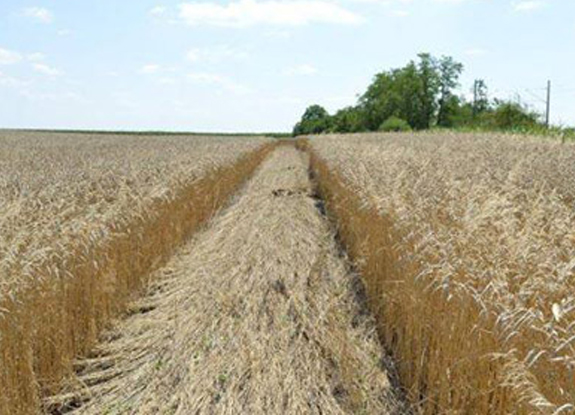 crop circle at Tvrdošovce | July 17 2014