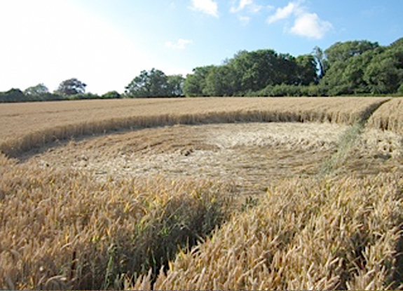 crop circle at Totnes | July 18 2014