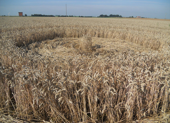 crop circle at Momalle | July 25 2014