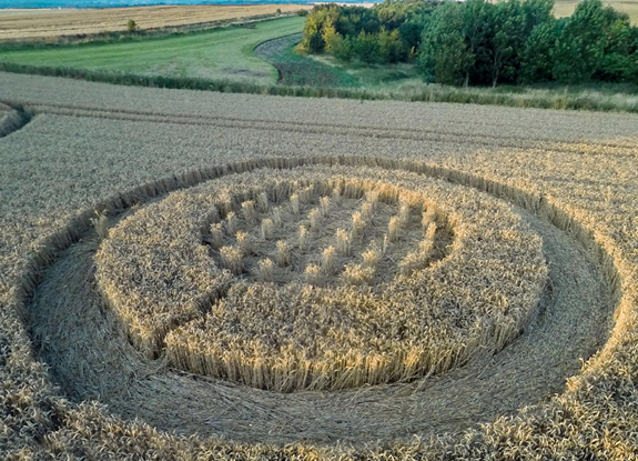 crop circle at Hackpen Hill | August 6 2014