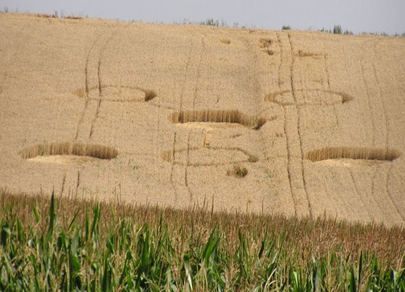 crop circle at Kietrzem | August 10 2014