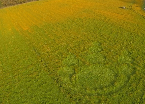 crop circle at Bosschenhoofd | November 21 2014