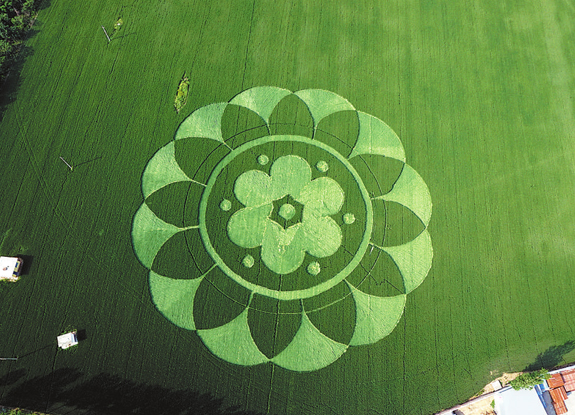 crop circle at Fangshan District | May 8 2015