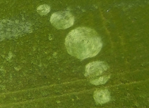 crop circle at Zewenbergen | June 4 2015