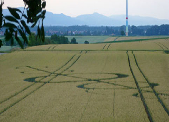 crop circle at Groziethen | June 22 2015