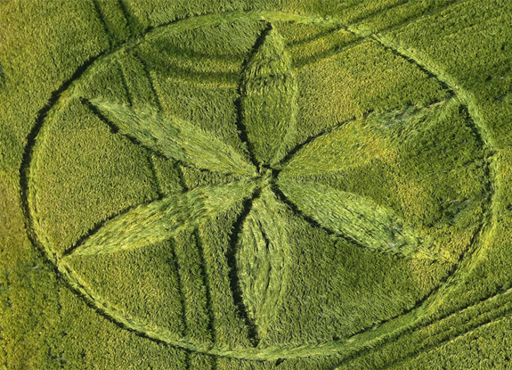 crop circle at Yatesbury | June 29 2015