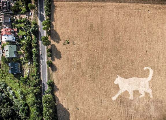 crop circle at Slupno | July 21 2015