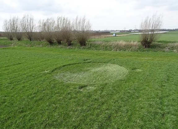 crop circle at Hoeven | April 9 2016