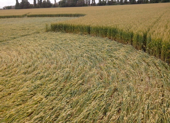 crop circle at Krasnodar | June 09 2016