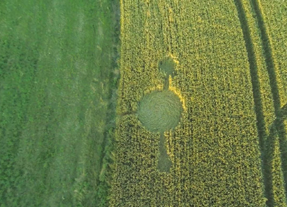 crop circle at West Kennett | July 8 2016