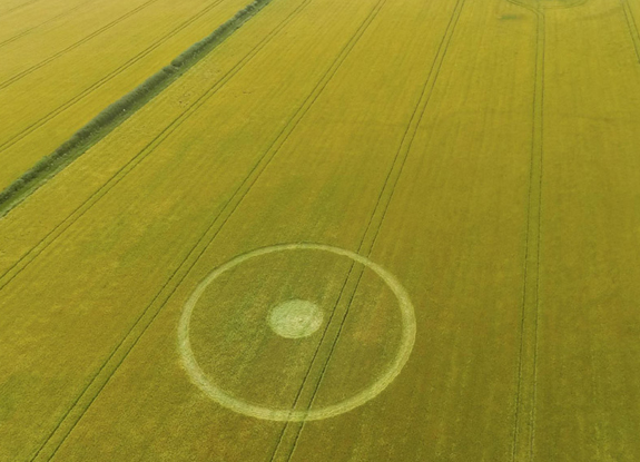 crop circle at Devizes | July 16 2016