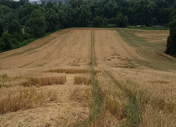 crop circle at Roydon | July 24 2016