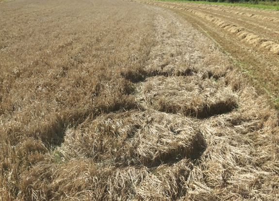 crop circle at Lillestrøm | September 2 2016