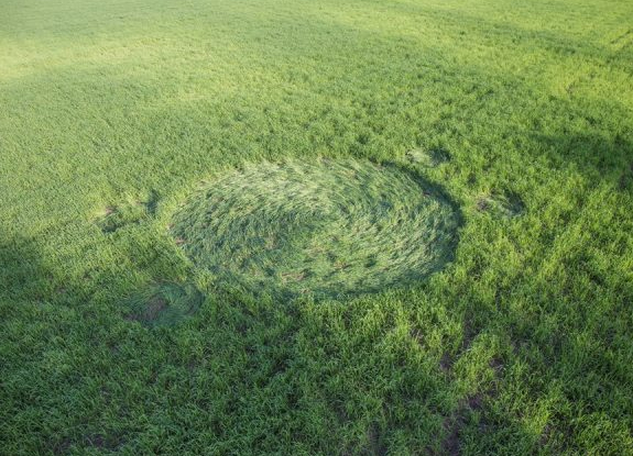 crop circle at Bosschenhoofd | October 14 2016