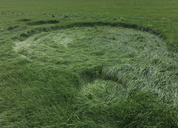 crop circle at Hoeven | April 18 2017