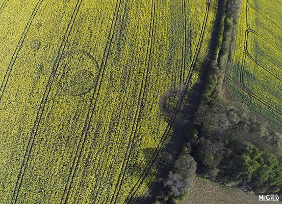 crop circle at Tarlton Down | April 18 2017