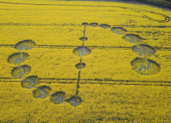 crop circle at Willoughy Hedge Well | May 4 2017