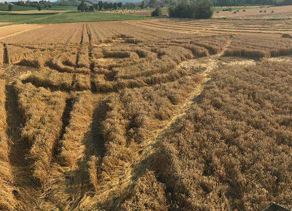 crop circle at unknown | July 5 2017