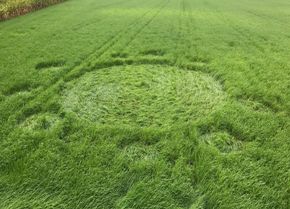 crop circle at Booschenhoofd | September 9 2017