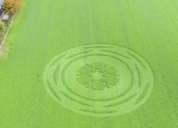 crop circle at Zollikofen | October 1 2017