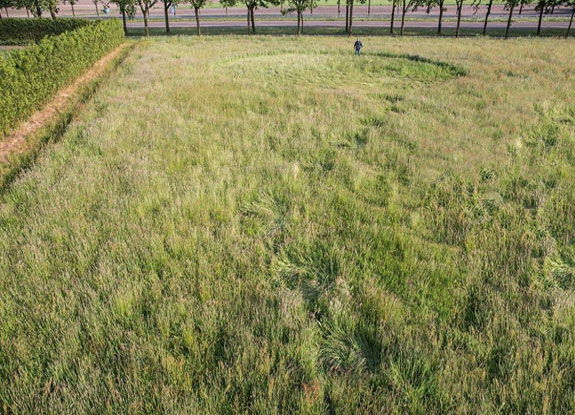 crop circle at Bosschenhoofd | May 16 2018