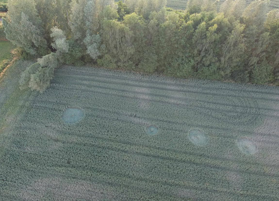 crop circle at Hoeven | June 15 2018