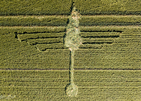 crop circle at Waden Hill | July 2 2018