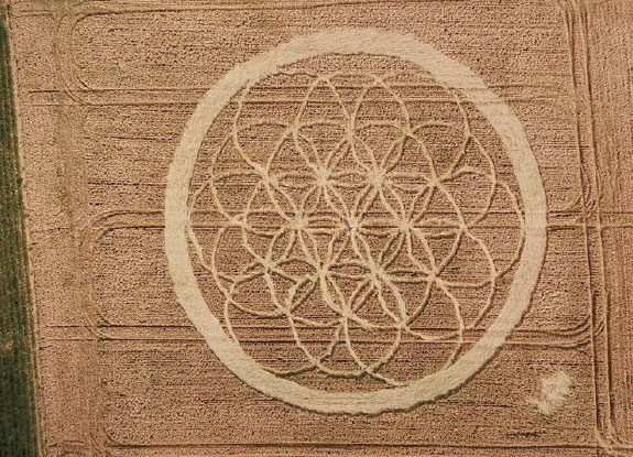 crop circle at Bierbeek | July 5 2018