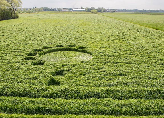 crop circle at Sint Willebrord | April 17 2019