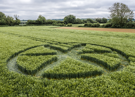 crop circle at Chilton Candover | May 26 2019