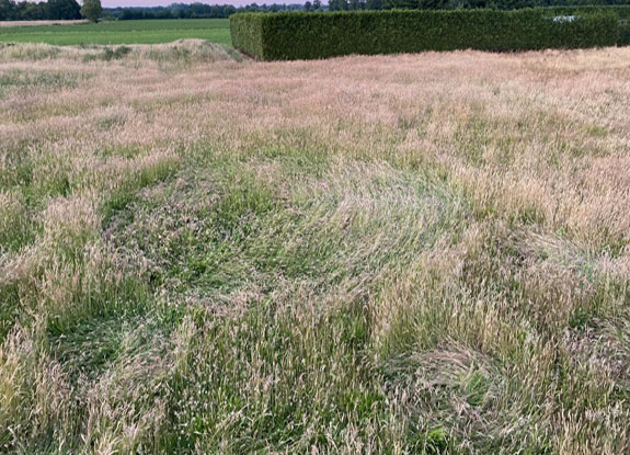 crop circle in Breda | June 2 2020