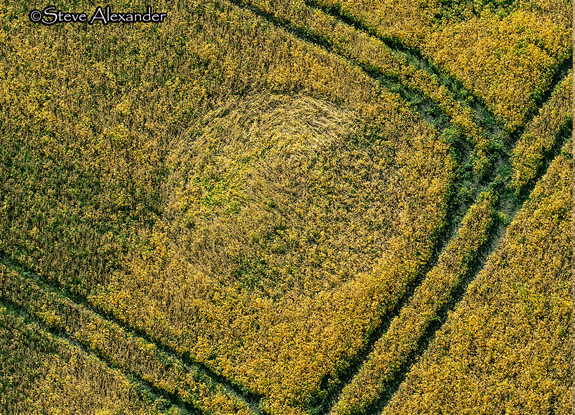 crop circle in Marden Copse | September 7 2020