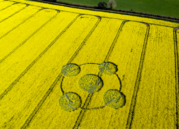 crop circle at Crab Wood | April 24 2022