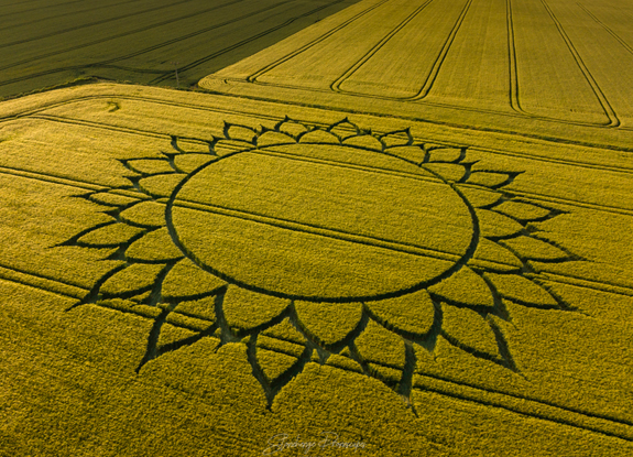 crop circle at Potterne Hill | june 7 2023